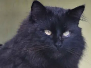 Gato raça  idade  nome Feijão
