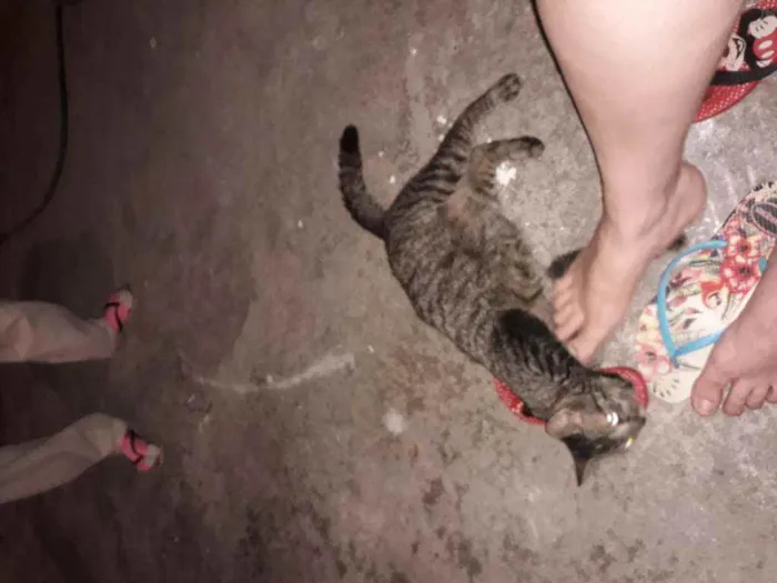 Gato raça Não sei  idade 2 anos nome Fiorina