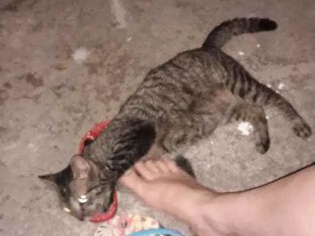 Gato raça Não sei  idade 2 anos nome Fiorina