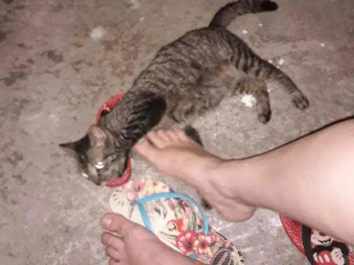 Gato raça Não sei  idade 2 anos nome Fiorina