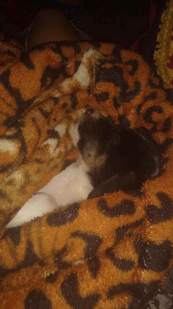 Cachorro ra a Raça indefinida idade 2 a 6 meses nome Kira 