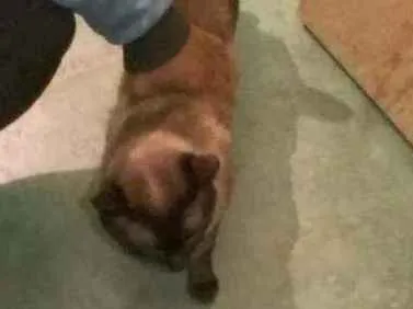 Gato raça siamês  idade 2 anos nome joao