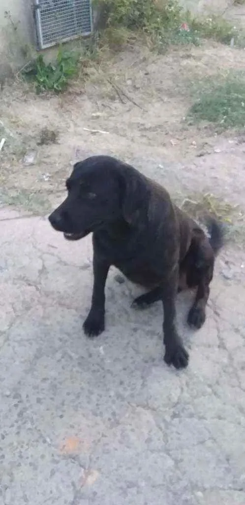 Cachorro ra a indefinida  idade 2 anos nome Não sei