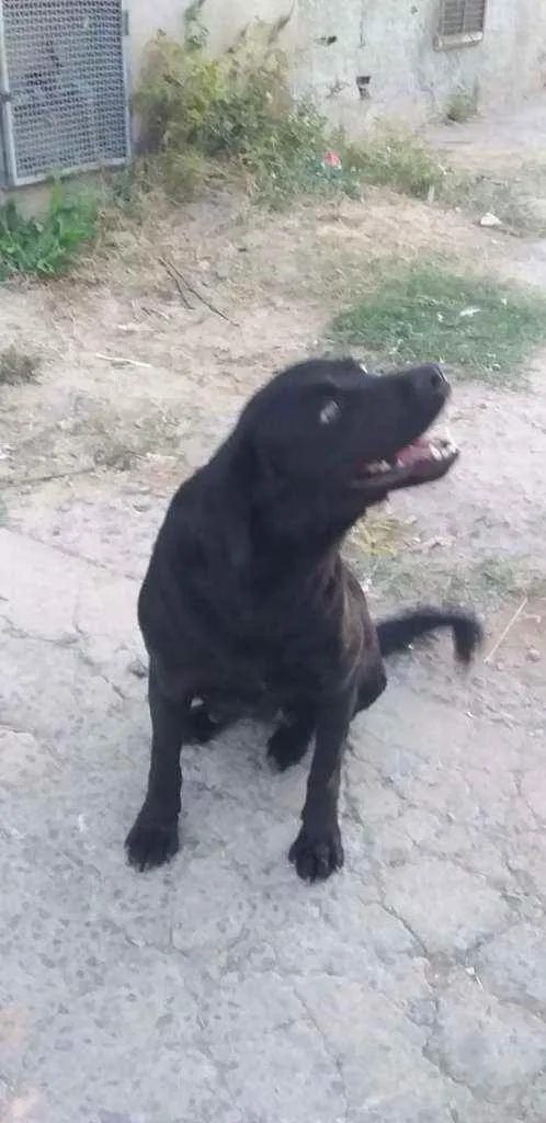 Cachorro ra a indefinida  idade 2 anos nome Não sei