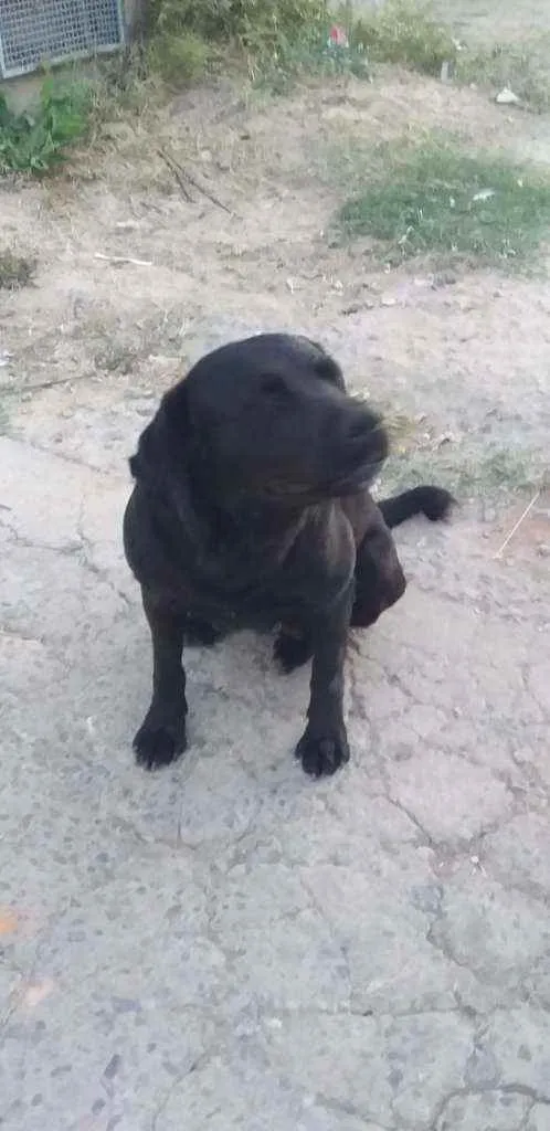 Cachorro ra a indefinida  idade 2 anos nome Não sei