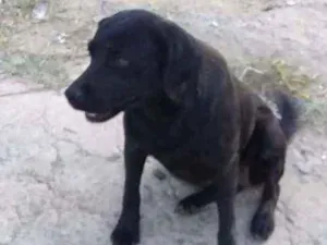 Cachorro raça indefinida  idade 2 anos nome Não sei