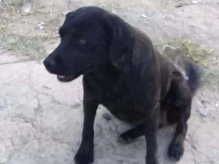 Cachorro ra a indefinida  idade 2 anos nome Não sei