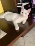 Teilo 