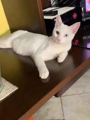 Gato raça N seu mt bem,+ e bm rara o  idade 2 a 6 meses nome Teilo 