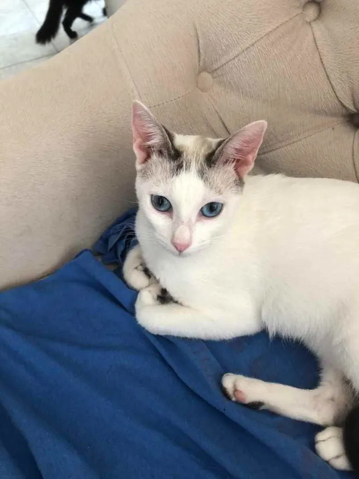 Gato ra a Srd idade 1 ano nome Valentina