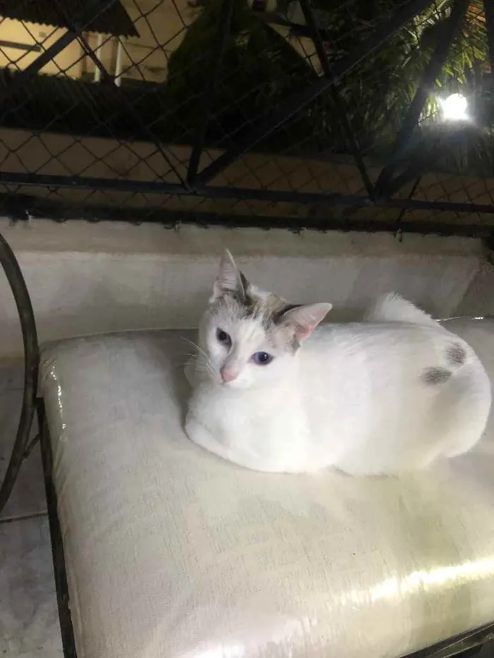 Gato ra a Srd idade 1 ano nome Valentina