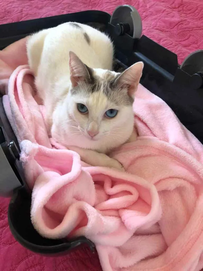 Gato ra a Srd idade 1 ano nome Valentina