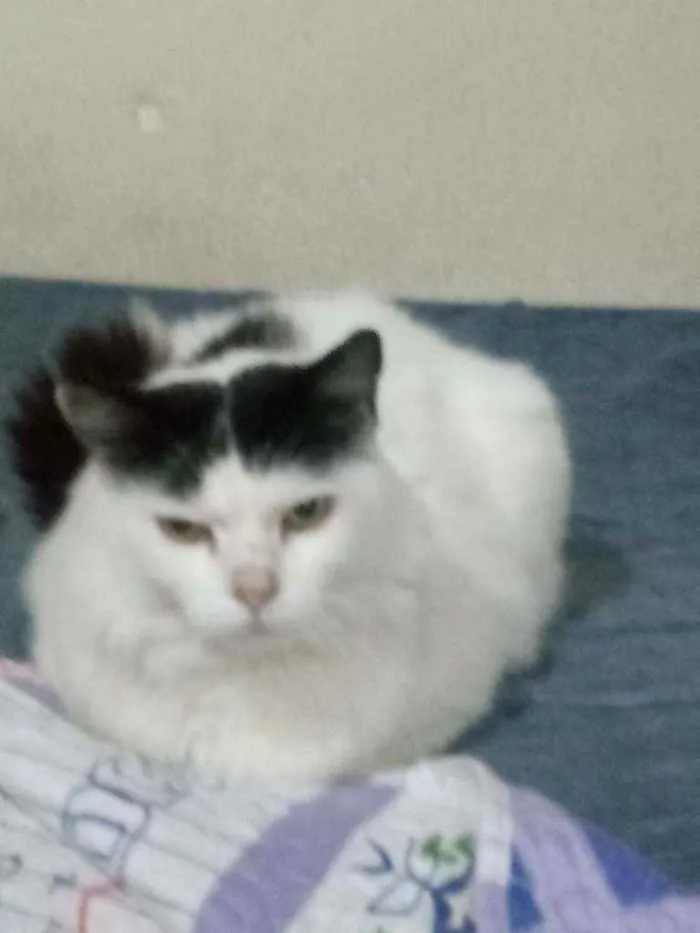 Gato ra a Sem raça definida idade 6 ou mais anos nome Tr'eo