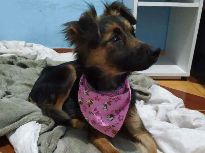 Cachorro raça Vira lata idade 3 anos nome Leona