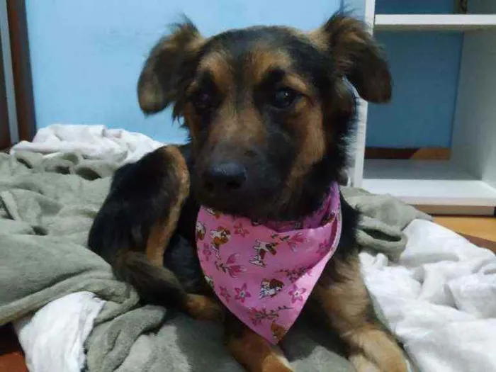 Cachorro raça Vira lata idade 3 anos nome Leona
