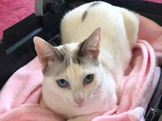 Gato ra a Srd idade 1 ano nome Valentina