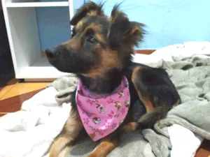 Cachorro raça Vira lata idade 3 anos nome Leona
