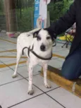 Cachorro raça SRD idade 1 ano nome Flocão