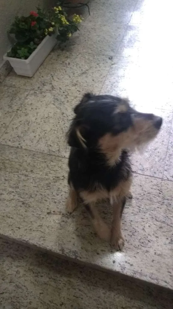 Cachorro ra a SRD-ViraLata idade 7 a 11 meses nome Duque Augusto