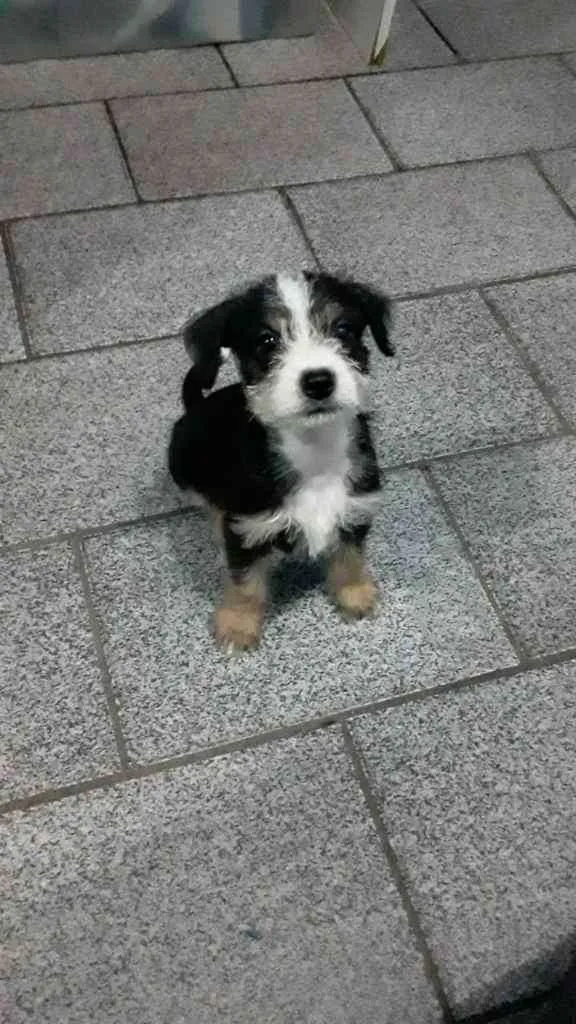 Cachorro raça SRD idade 2 a 6 meses nome -