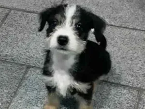 Cachorro raça SRD idade 2 a 6 meses nome -