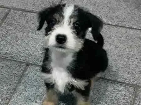 Cachorro raça SRD idade 2 a 6 meses nome -