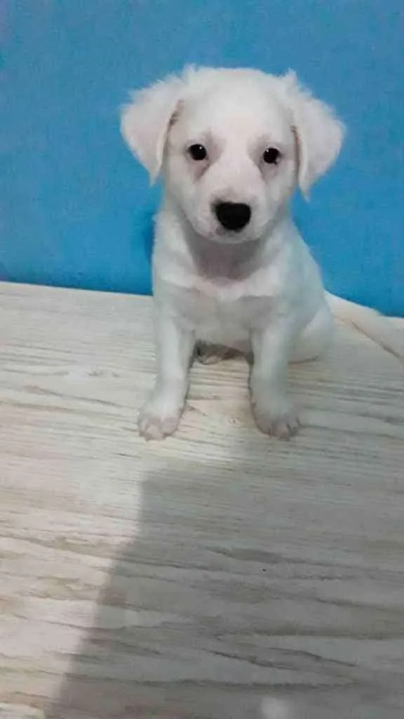 Cachorro raça SRD idade 2 a 6 meses nome -