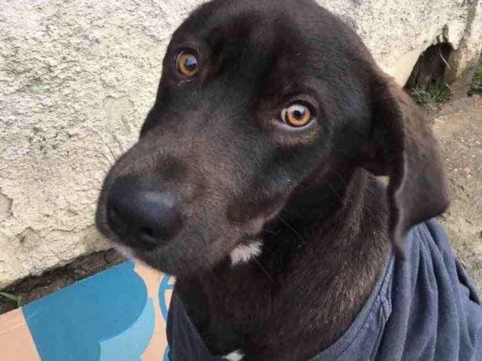 Cachorro ra a SRD idade 2 anos nome Café