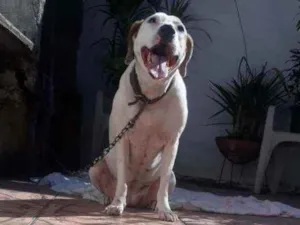Cachorro raça SRD idade 6 ou mais anos nome Manu