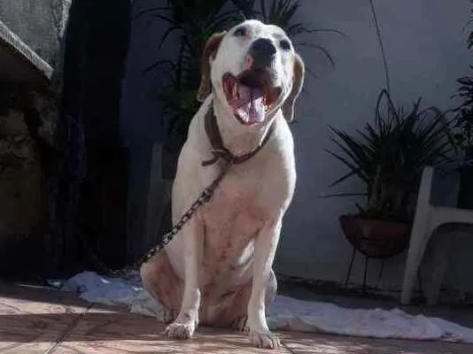 Cachorro ra a SRD idade 6 ou mais anos nome Manu
