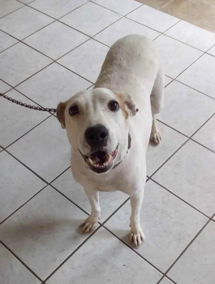 Cachorro ra a SRD idade 6 ou mais anos nome Manu