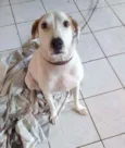 Manu