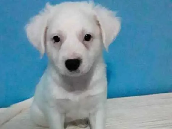 Cachorro raça SRD idade 2 a 6 meses nome -