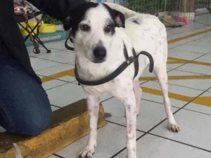 Cachorro raça SRD idade 1 ano nome Flocão