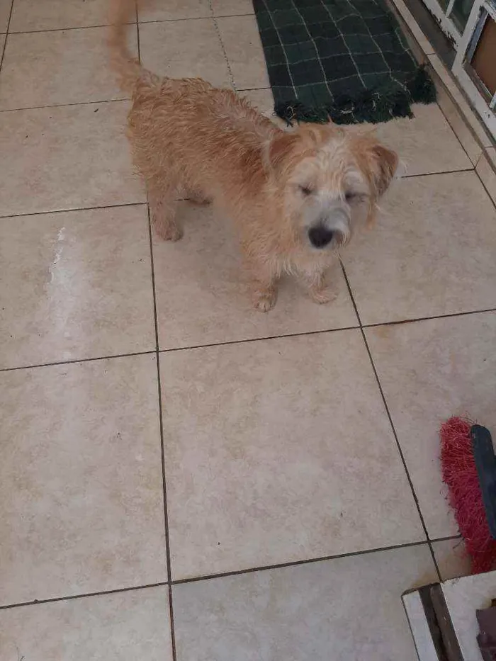 Cachorro ra a Sem raça definida idade 7 a 11 meses nome Lili