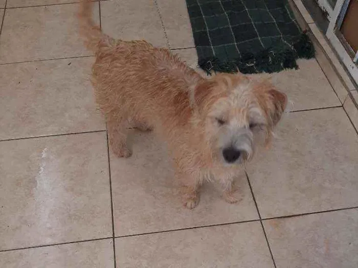 Cachorro ra a Sem raça definida idade 7 a 11 meses nome Lili