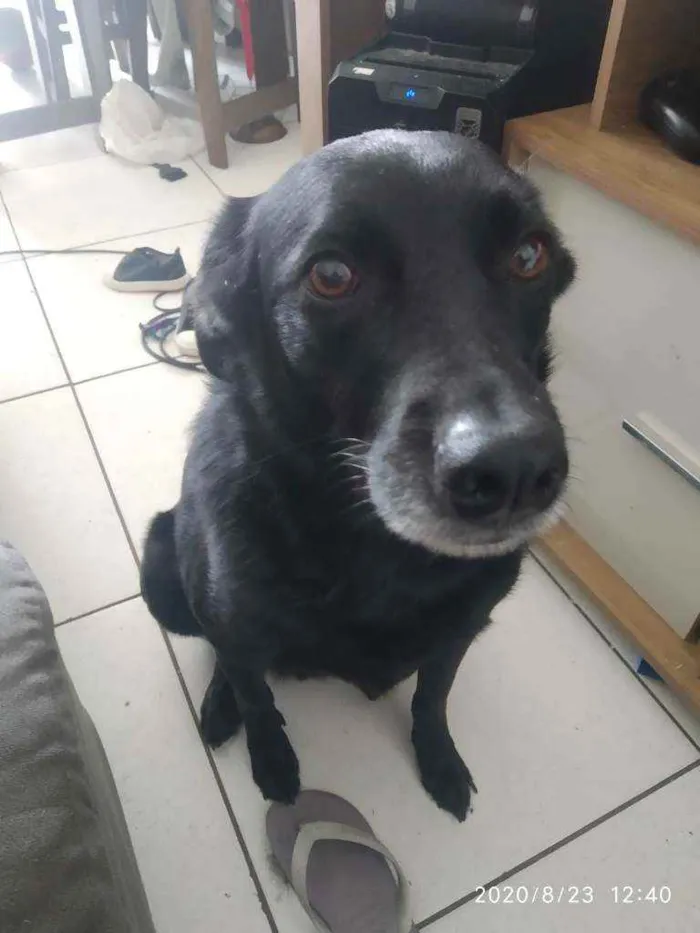 Cachorro ra a Vira lata idade 4 anos nome Luke