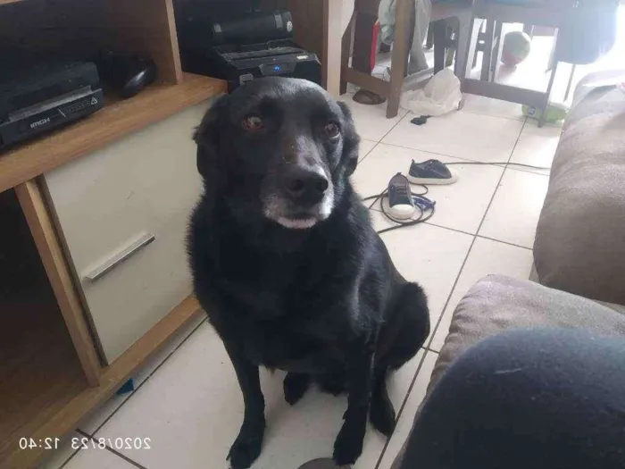 Cachorro ra a Vira lata idade 4 anos nome Luke