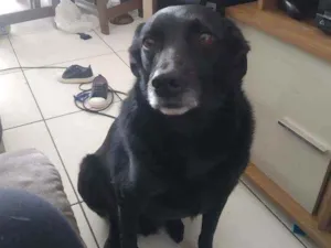 Cachorro raça Vira lata idade 4 anos nome Luke