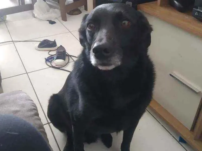 Cachorro ra a Vira lata idade 4 anos nome Luke