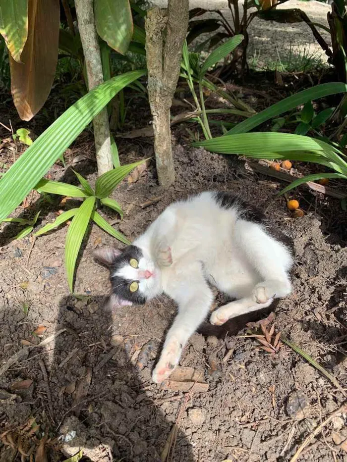 Gato ra a Desconhecida  idade 1 ano nome Lilica 