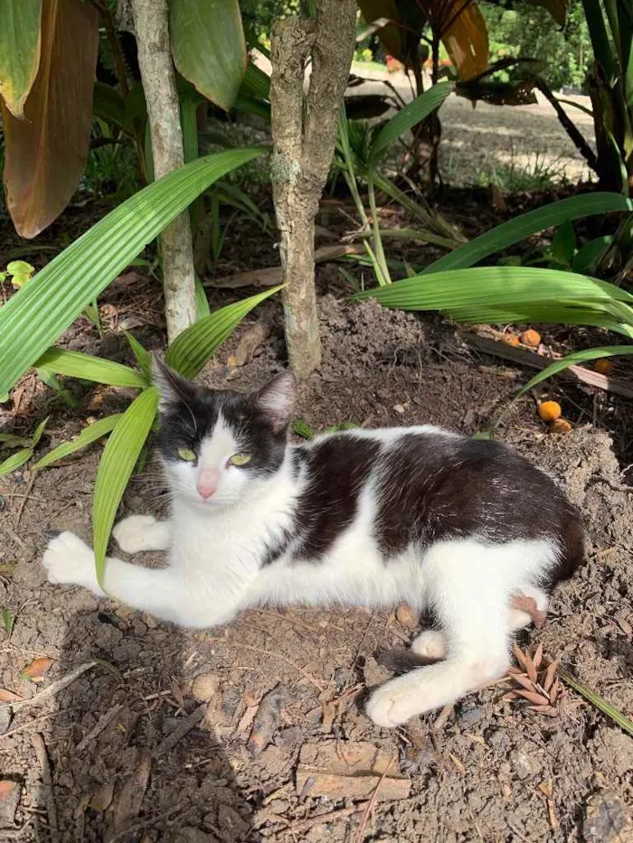 Gato ra a Desconhecida  idade 1 ano nome Lilica 