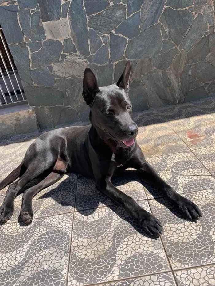 Cachorro ra a Srd  idade 3 anos nome Chopp
