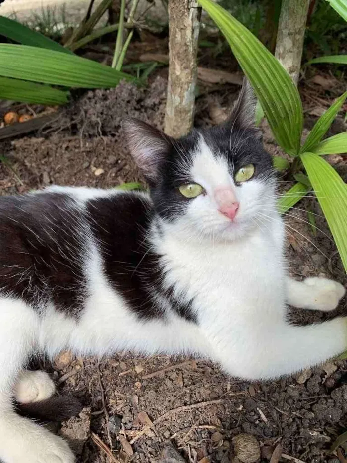 Gato ra a Desconhecida  idade 1 ano nome Lilica 