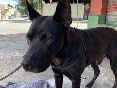 Cachorro ra a Srd  idade 3 anos nome Chopp