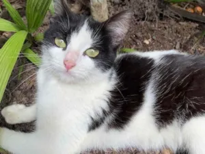 Gato raça Desconhecida  idade 1 ano nome Lilica 