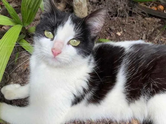 Gato ra a Desconhecida  idade 1 ano nome Lilica 