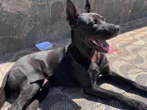 Cachorro raça Srd  idade 3 anos nome Chopp 