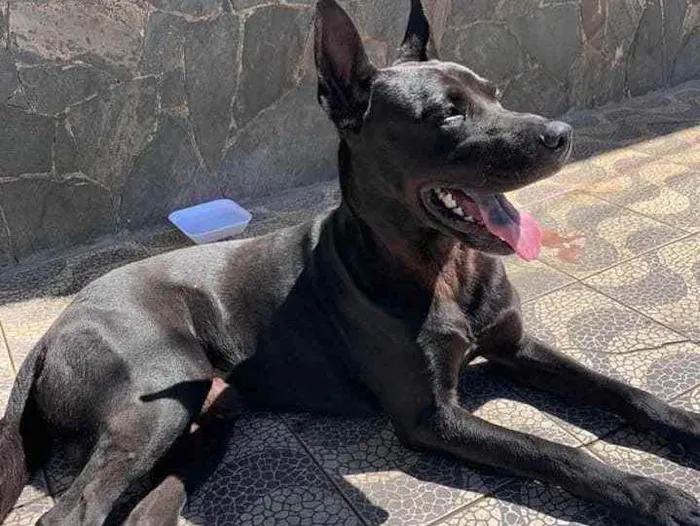 Cachorro ra a Srd  idade 3 anos nome Chopp