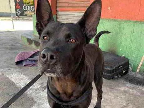 Cachorro ra a Srd  idade 3 anos nome Chopp